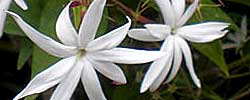 Care of the plant Jasminum nitidum or Angelwing Jasmine.