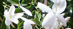 Cuidados de la planta trepadora Jasminum officinale, Jazmín o Guirnalda.
