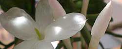 Care of the climbing plant Jasminum polyanthum or Pink jasmine.
