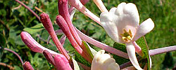 Care of the plant Lonicera implexa or Evergreen Honeysuckle.