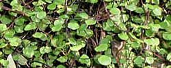 Care of the plant Muehlenbeckia complexa or Maidenhair vine.