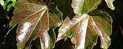 Care of the plant Parthenocissus tricuspidata or Boston ivy.