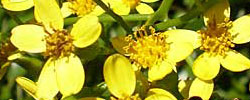 Care of the plant Senecio angulatus or Creeping groundsel.
