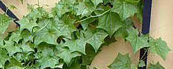 Care of the plant Senecio mikanioides or German ivy.