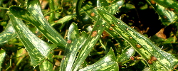 Care of the plant Smilax aspera or Sarsaparille