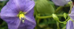 Cuidados de la planta Solanum wendlandii o Solano de flor azul.