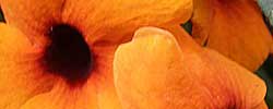 Care of the plant Thunbergia alata or Black-eyed Susan vine-