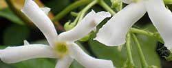 Care of the plant Trachelospermum jasminoides or Star jasmine.
