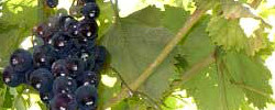 Care of the climbing plant Vitis vinifera or Wine grape.