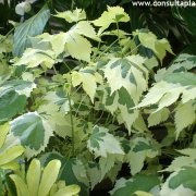 Acer platanoides variegata