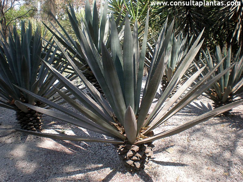 Agave fourcroydes