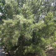 Cercocarpus montanus