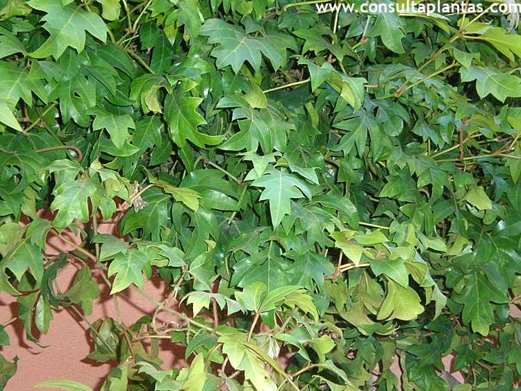 Cissus rhombifolia