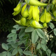 Crotalaria agatiflora