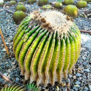 Echinocactus grusonii inermis