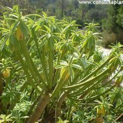 Euphorbia anachoreta