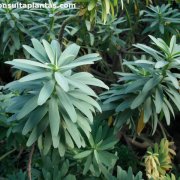 Euphorbia anachoreta
