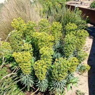 Euphorbia characias