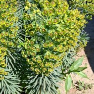 Euphorbia characias