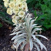 Euphorbia characias variegata