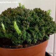 Euphorbia procumbens