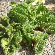 Euphorbia procumbens Cristata