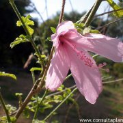 Hibiscus pedunculatus