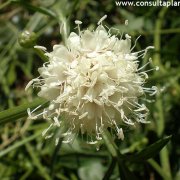 Cephalaria squamiflora
