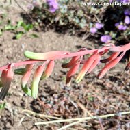 Gasteria carinata