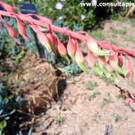 Gasteria excelsa