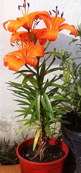 muñeca espina pobreza Lilium bulbiferum o Azucena anaranjada | Cuidados