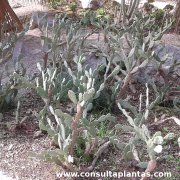 Opuntia vulgaris