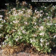 Pelargonium crispum
