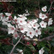 Prunus cerasifera pisardii