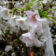 Prunus incisa Kojou-no-mai