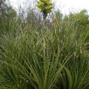 Puya chilensis