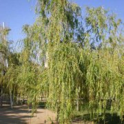 Salix baylonica