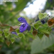 Salvia mexicana
