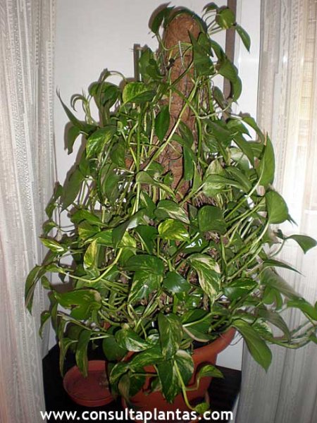 Scindapsus aureus