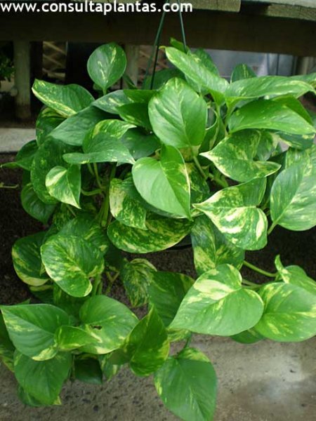 Scindapsus aureus
