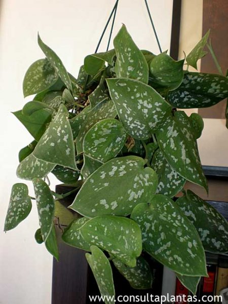 Scindapsus pictus