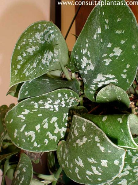 Scindapsus pictus