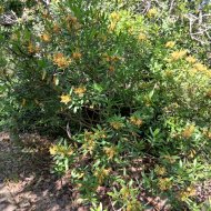 Strophanthus speciosus