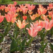 Tulipa variedad Ad Rem