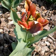 Tulipa variedad Artist
