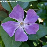 Vinca major