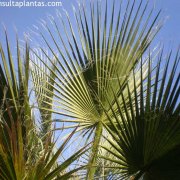 Washingtonia filifera
