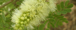 Care of the plant Acacia greggii or Wait-a-minute bush.