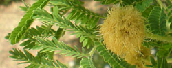 Cuidados de la planta Acacia hebeclada o Vachellia hebeclada.