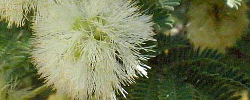 Care of the plant Acacia luederitzii or Kalahari-sand acacia.